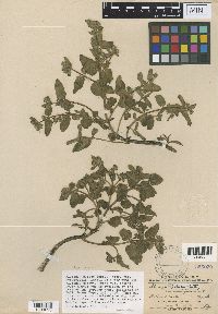 Image of Mirabilis hirsuta