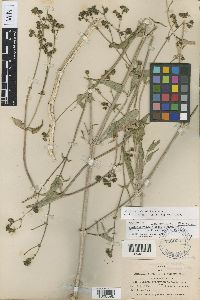 Media resource of Mirabilis melanotricha