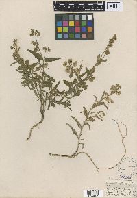 Mirabilis albida image