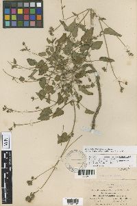 Mirabilis albida image