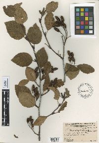 Alnus viridis subsp. crispa image
