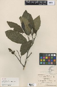 Media resource of Alnus jorullensis