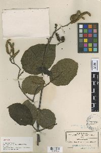 Media resource of Alnus acuminata