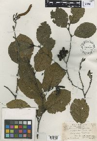 Alnus incana x serrulata image