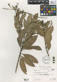 Image of Alstonia elliptica