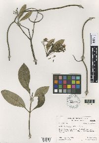 Image of Alstonia fragrans