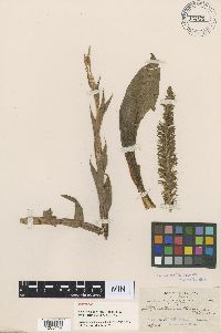 Media resource of Altensteinia fimbriata