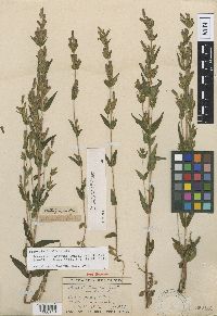 Gentianella acuta image