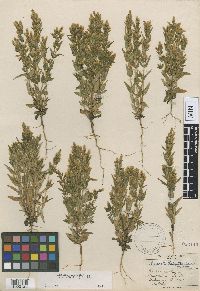 Gentianella acuta image