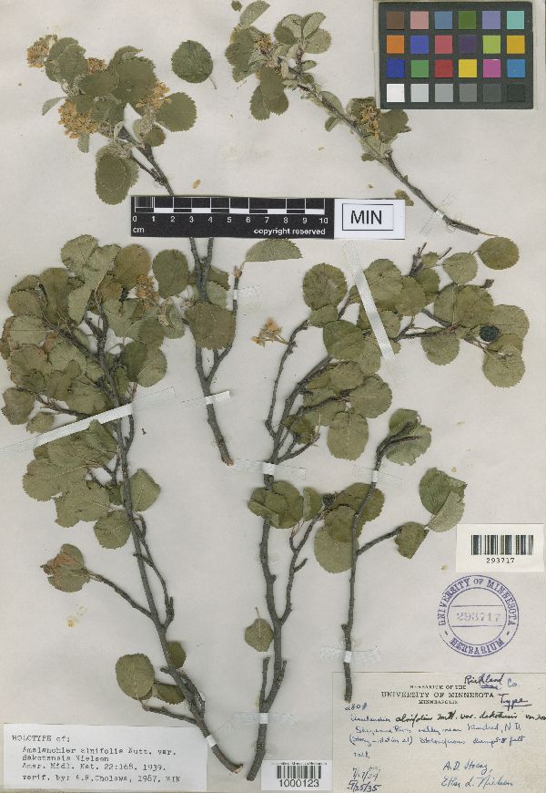Amelanchier alnifolia var. dakotensis image