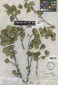 Image Associated With the Occurrence