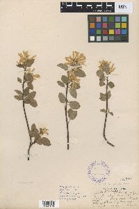 Image of Amelanchier cusickii