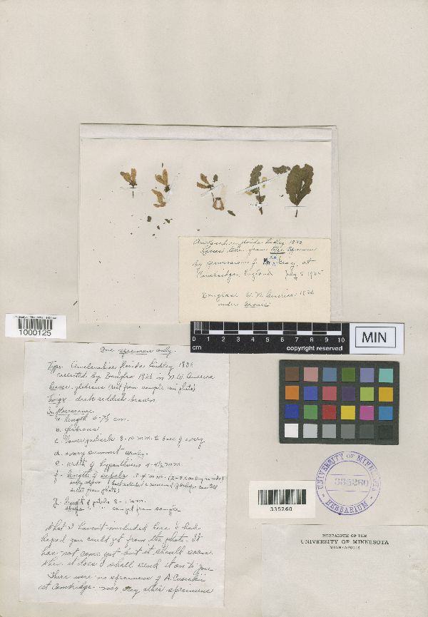 Amelanchier alnifolia var. semiintegrifolia image