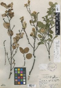 Amelanchier humilis image