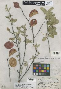 Amelanchier humilis image