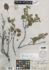 Amelanchier humilis image