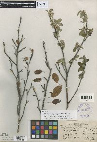 Amelanchier humilis image