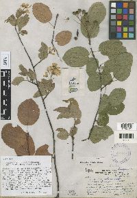Image of Amelanchier interior