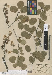 Amelanchier alnifolia image