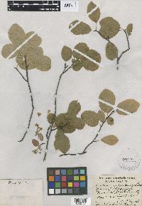Amelanchier alnifolia image