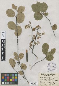Amelanchier alnifolia image