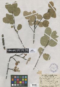 Amelanchier alnifolia image