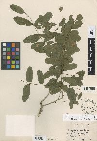 Image Associated With the Occurrence