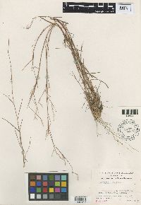 Media resource of Schizachyrium niveum