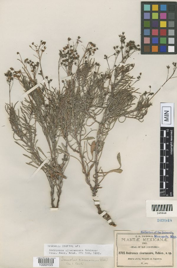 Androsace cinerascens image