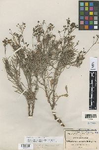 Media resource of Androsace cinerascens