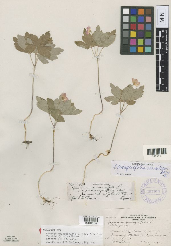 Anemone quinquefolia var. quinquefolia image