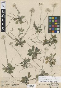 Antennaria neglecta image