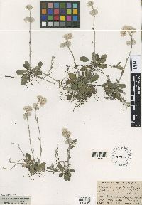 Antennaria neglecta image