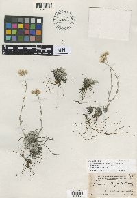 Antennaria alpina image