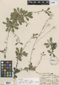 Antennaria neglecta image