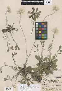 Antennaria neglecta image