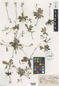 Antennaria neglecta image