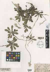 Antennaria neglecta image