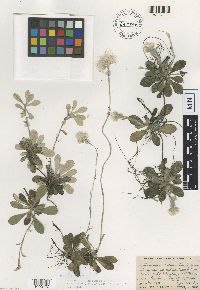 Antennaria neglecta image