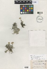 Antennaria alpina image