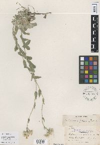 Antennaria x foliacea image