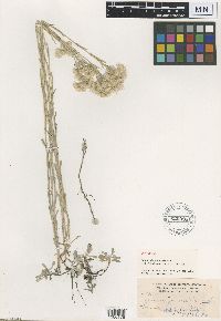 Antennaria rosea image