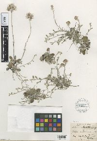 Antennaria neglecta image
