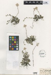 Antennaria neglecta image
