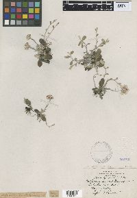 Antennaria neglecta image