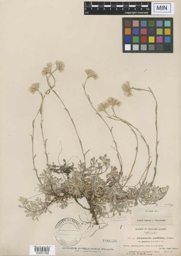 Antennaria rosea image