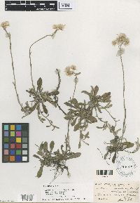 Antennaria howellii image