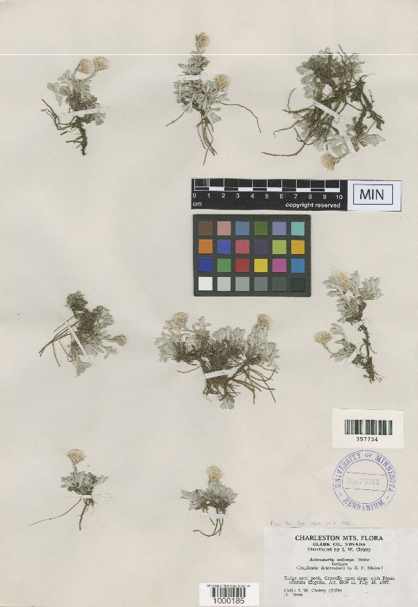 Antennaria soliceps image