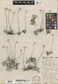 Antennaria microphylla image