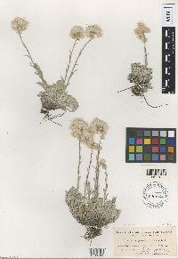 Antennaria rosea image